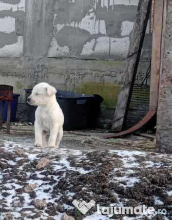 Pui labrador Retriver