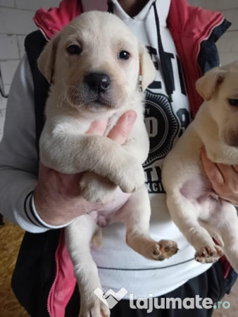 Pui labrador Retriver