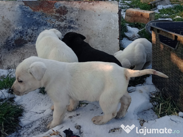Pui labrador Retriver