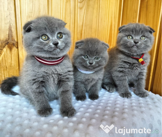 Scottish fold pui 