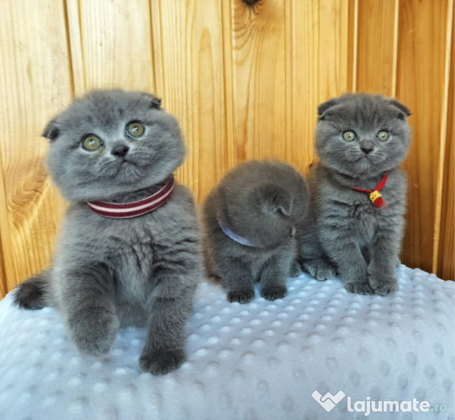 Scottish fold pui 