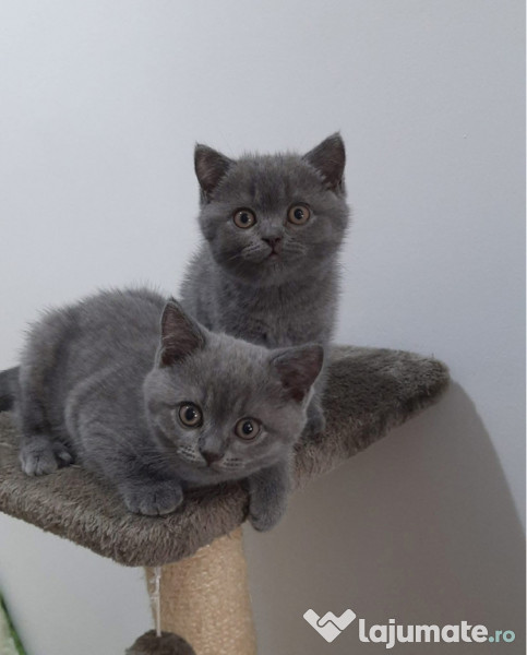 British shorthair blue 