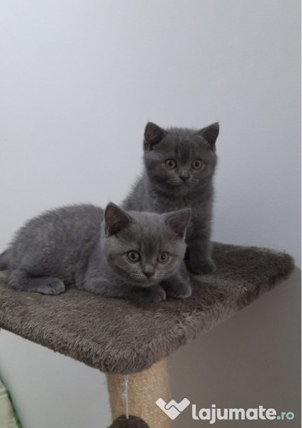 British shorthair blue 