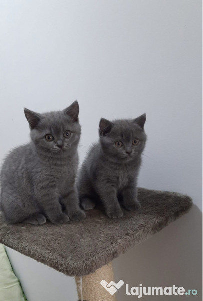 British shorthair blue 