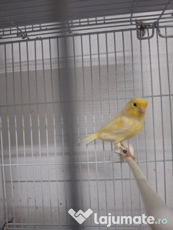 Canari diferite culori 