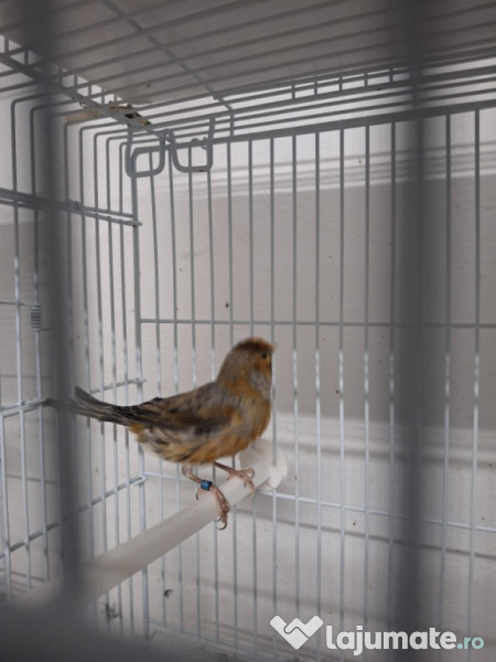 Canari diferite culori 