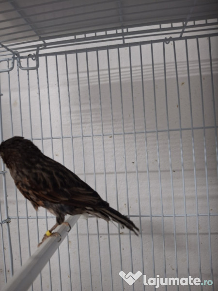 Canari diferite culori 