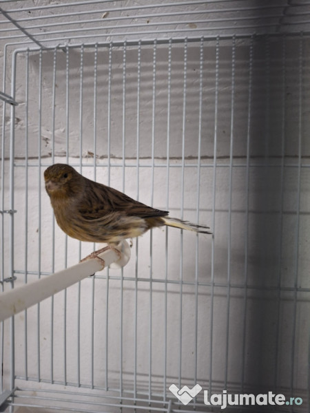 Canari diferite culori 