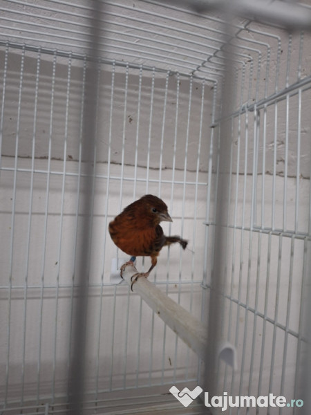 Canari diferite culori 