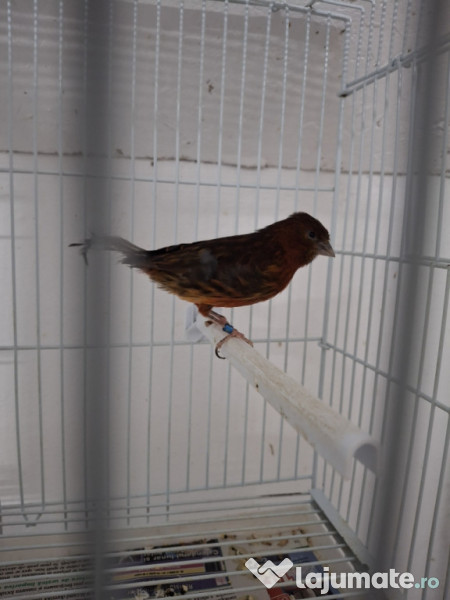 Canari diferite culori 