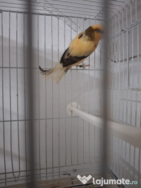 Canari diferite culori 