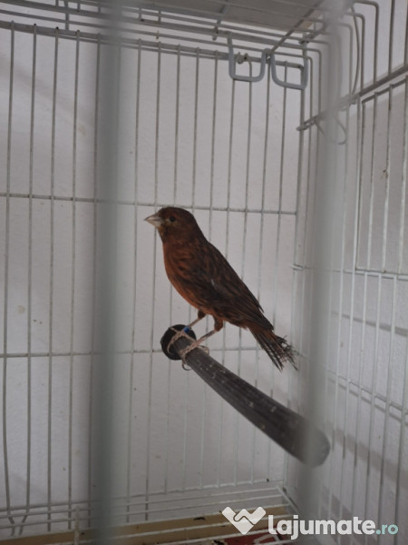 Canari diferite culori 