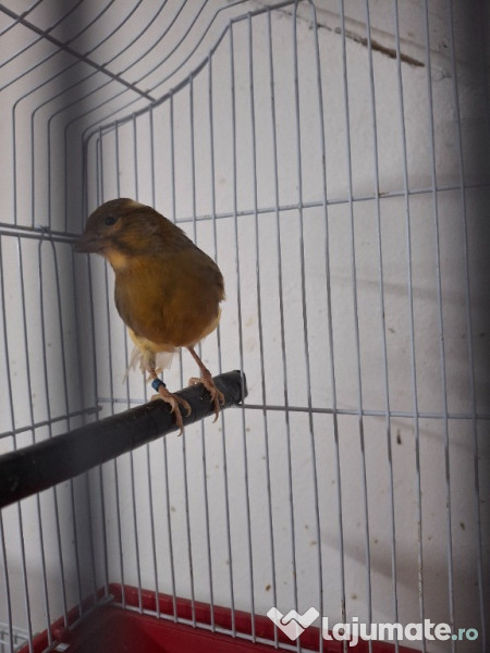 Diferite pasari canari etc 