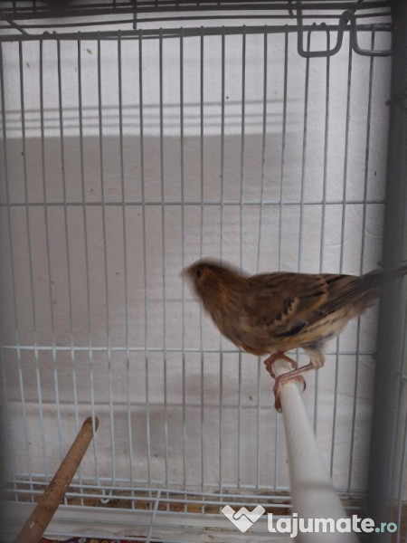 Diferite pasari canari etc 