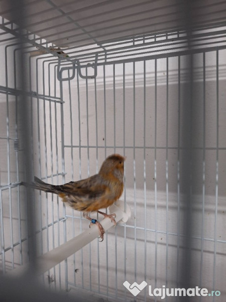 Diferite pasari canari etc 