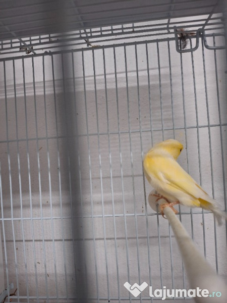 Diferite pasari canari etc 