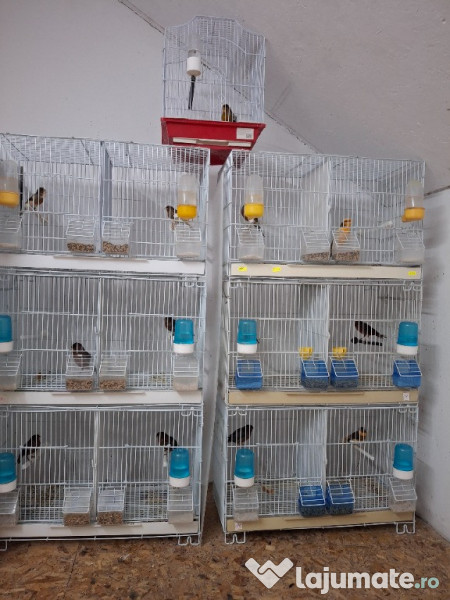 Diferite pasari canari etc 