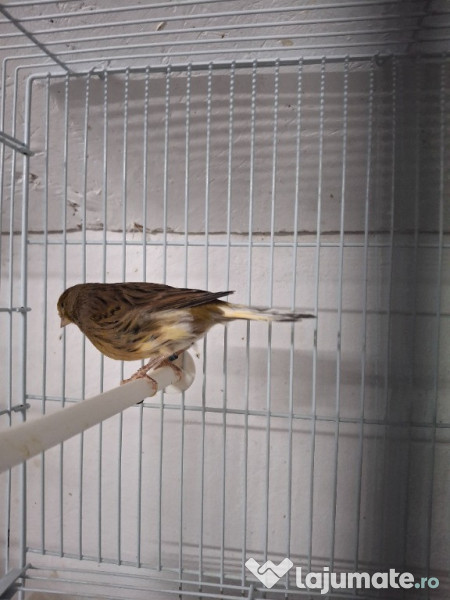 Diferite pasari canari etc 