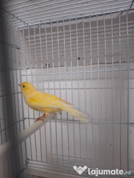 Diferite pasari canari etc 