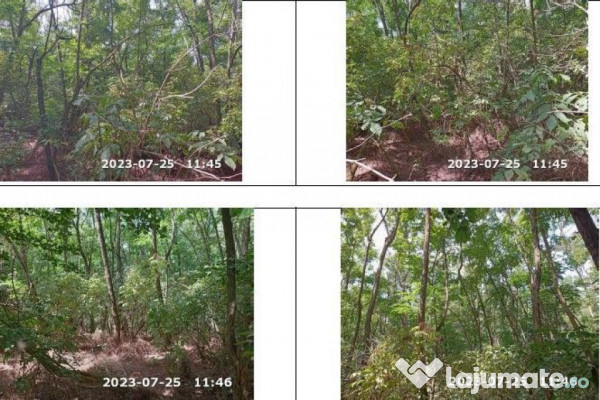 Teren extravilan padure, cota parte de 1/48 Horgesti, ID:... 