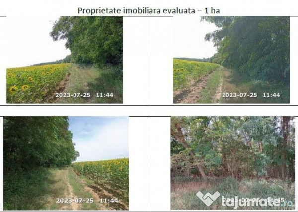 Teren extravilan padure, cota parte de 1/48 Horgesti, ID:... 