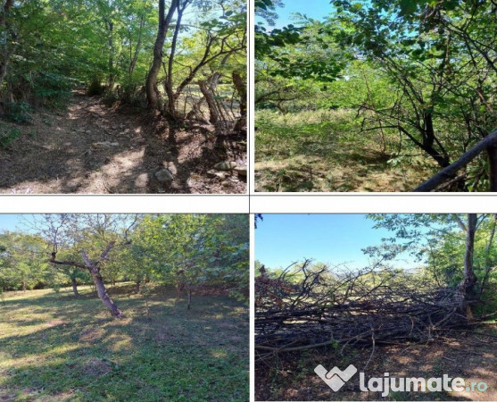 Teren Buciumeni, ID: R2431873