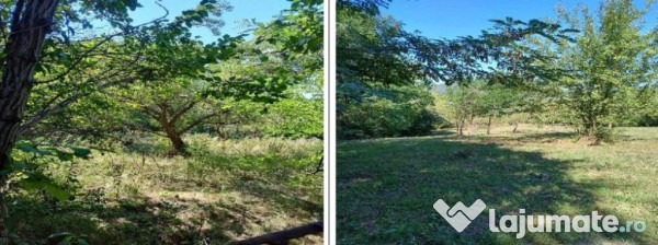 Teren Buciumeni, ID: R2431873