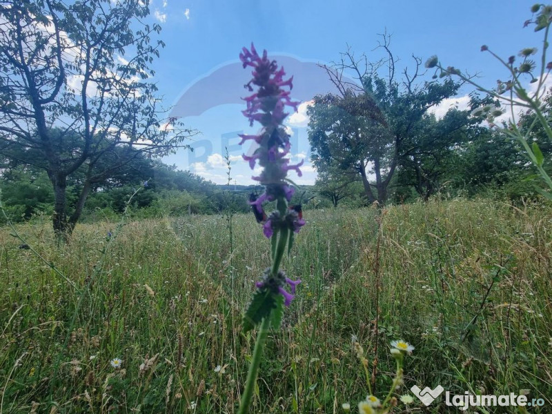 Teren intravilan 11.500 mp – Strada Cismari Vălenii ... 