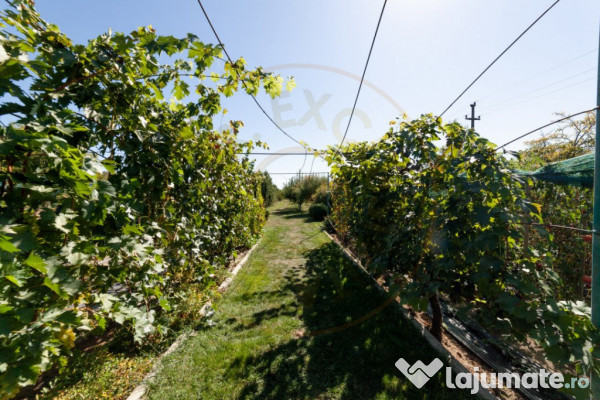 Casa visurilor cu livada roditoare si gradina amenajata Darm 