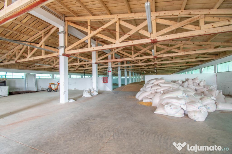 Ferma moderna de porci de vanzare in Curtuiusu Dejului