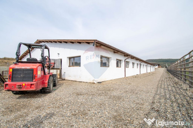 Ferma moderna de porci de vanzare in Curtuiusu Dejului