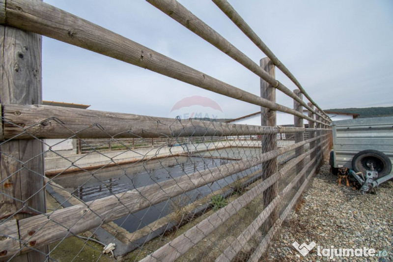 Ferma moderna de porci de vanzare in Curtuiusu Dejului