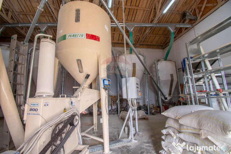 Ferma moderna de porci de vanzare in Curtuiusu Dejului