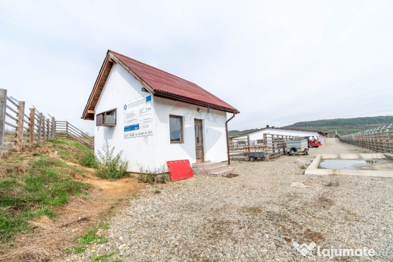 Ferma moderna de porci de vanzare in Curtuiusu Dejului