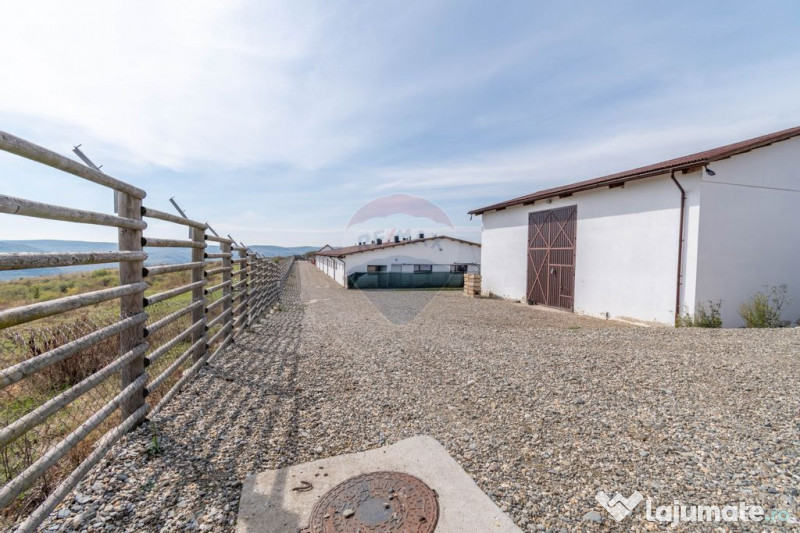 Ferma moderna de porci de vanzare in Curtuiusu Dejului