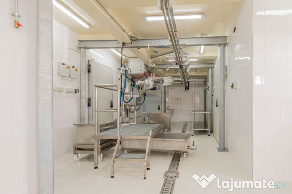Ferma moderna de porci de vanzare in Curtuiusu Dejului