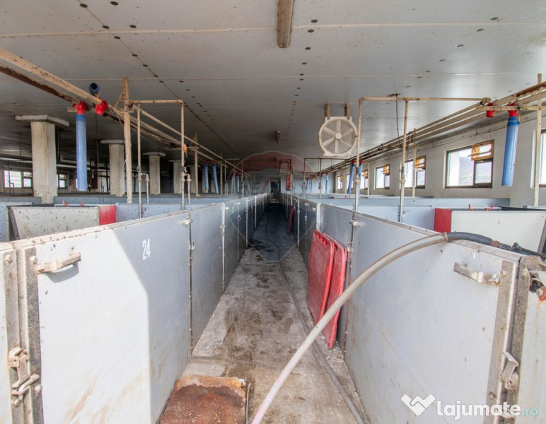 Ferma moderna de porci de vanzare in Curtuiusu Dejului