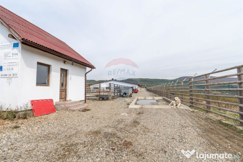 Ferma moderna de porci de vanzare in Curtuiusu Dejului