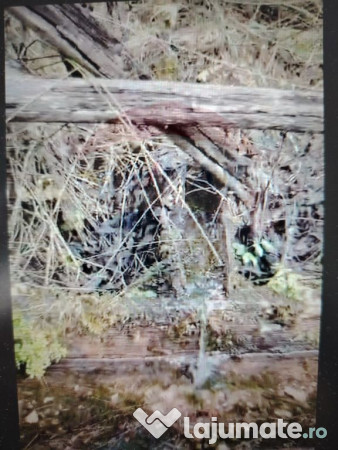 Teren 17,895mp Dorna-Arini / Prelungirea Cozănești 