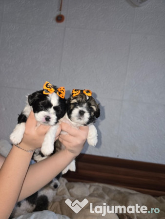 Catelusi Pufosenii mici dragalasi