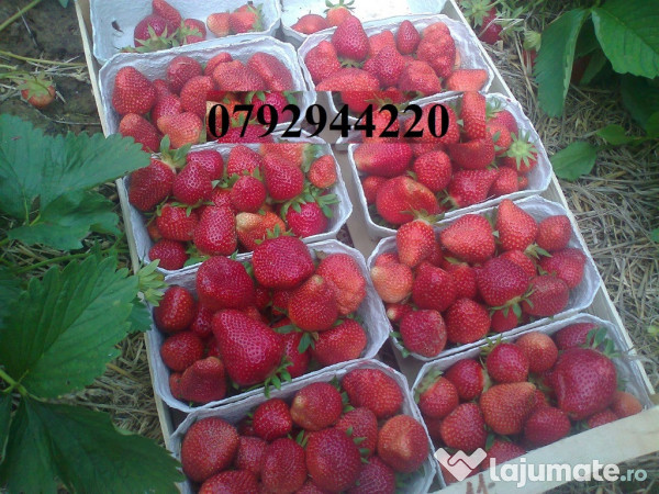 Palinca de Capsuni 51 grade tarie 