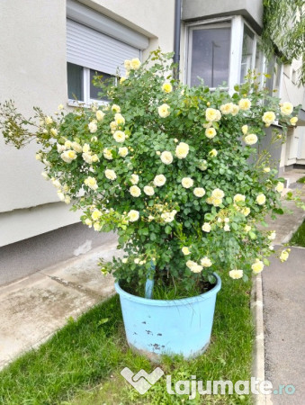 Ghiveci uriași de trandafiri 