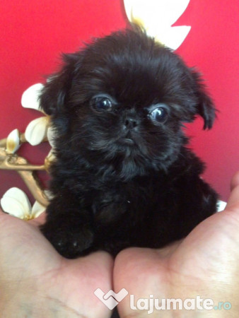 Shih tzu mini toy 
