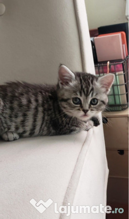 British Shorthair silver 