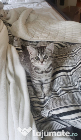 British Shorthair silver 