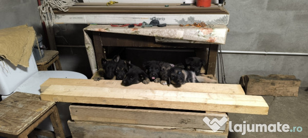 Pui ciobănesc german