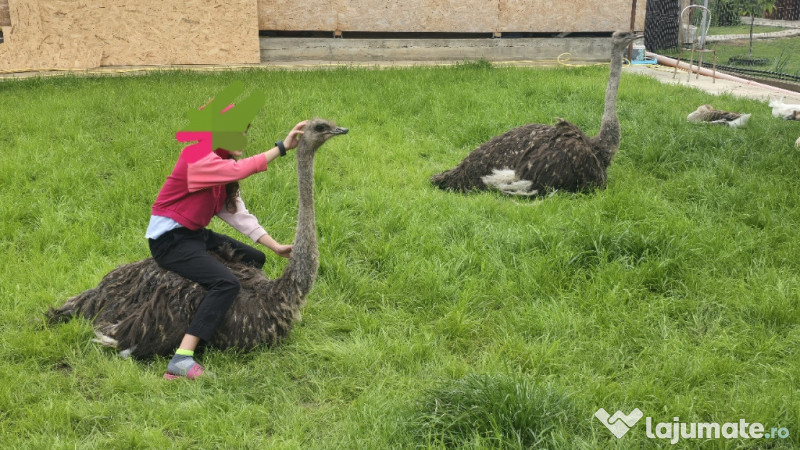Struți africani baiat si fata 